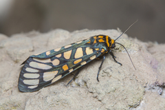 Aglaomorpha plagiata