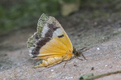 Dindica polyphaenaria