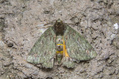 Dindica polyphaenaria