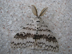 Lymantria brotea lepcha