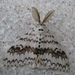 Lymantria brotea lepcha - Photo (c) John Howes, algunos derechos reservados (CC BY-NC), subido por John Howes