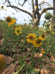 Helenium mexicanum