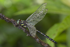 Anotogaster chaoi