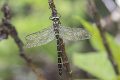 Anotogaster chaoi