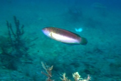 Austrolabrus maculatus