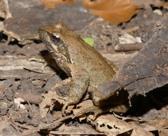 Rana italica