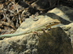 Podarcis filfolensis maltensis