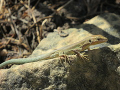 Podarcis filfolensis maltensis