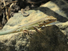 Podarcis filfolensis maltensis