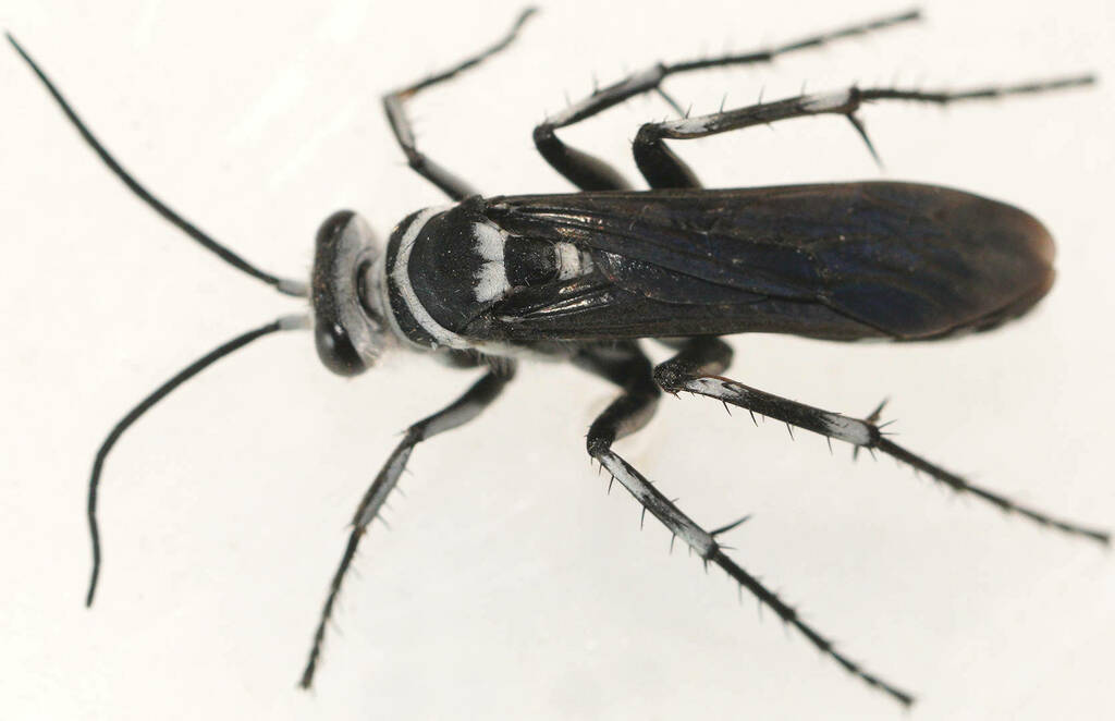 Turneromyia melancholicus
