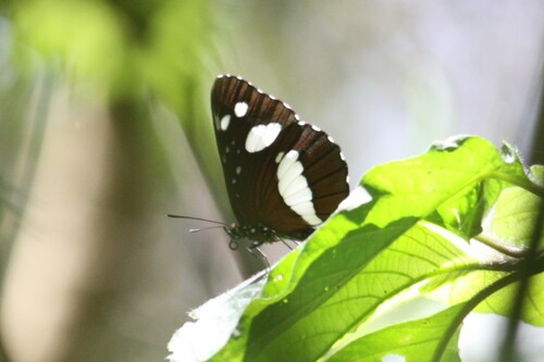 Neptis swynnertoni
