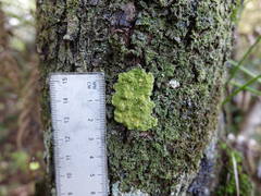 Coenogonium implexum