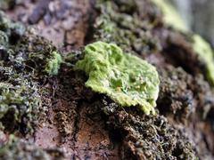 Coenogonium implexum