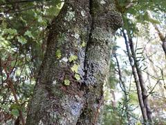 Coenogonium implexum