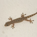 Yunnan Dwarf Gecko - Photo (c) budak, some rights reserved (CC BY-NC), uploaded by budak