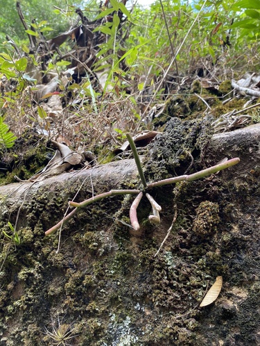 Rhipsalis floccosa ssp. oreophila