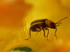 Acalymma trivittatum