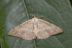Luxiaria mitorrhaphes