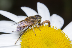 Eristalina