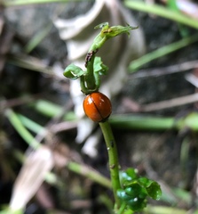 Chilocorus circumdatus