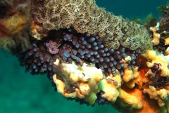 Clavelinidae
