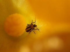 Acalymma trivittatum