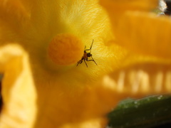 Acalymma trivittatum