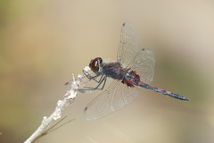 Celithemis ornata
