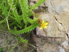 Cullumia setosa setosa
