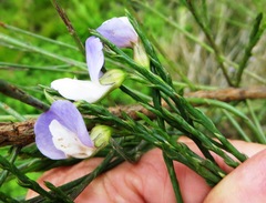 Psoralea aphylla