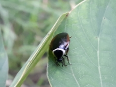 Hemithyrsocera palliata