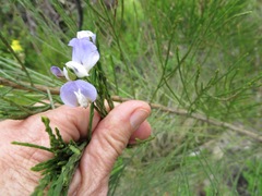 Psoralea aphylla