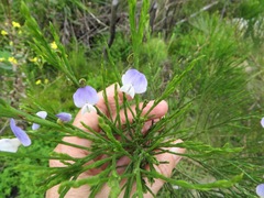 Psoralea aphylla