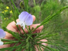 Psoralea aphylla