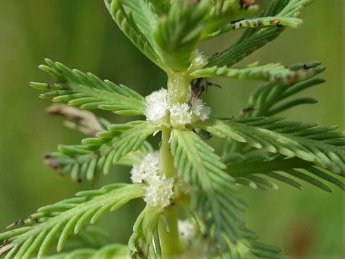 Myriophyllum aquaticum