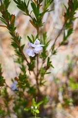 Prostanthera behriana