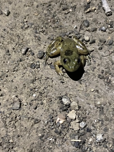 iNaturalist observation photo of American Bullfrog