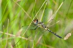 Celithemis ornata