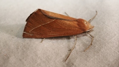 Compsoptera opacaria