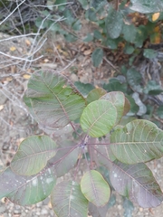 Cotinus