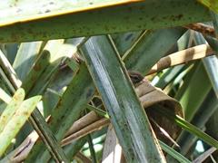 Poodytes punctatus vealeae