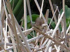 Poodytes punctatus vealeae