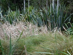 Poodytes punctatus vealeae