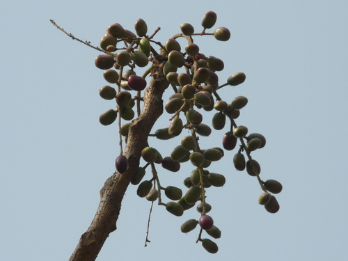 Genus Lannea · iNaturalist