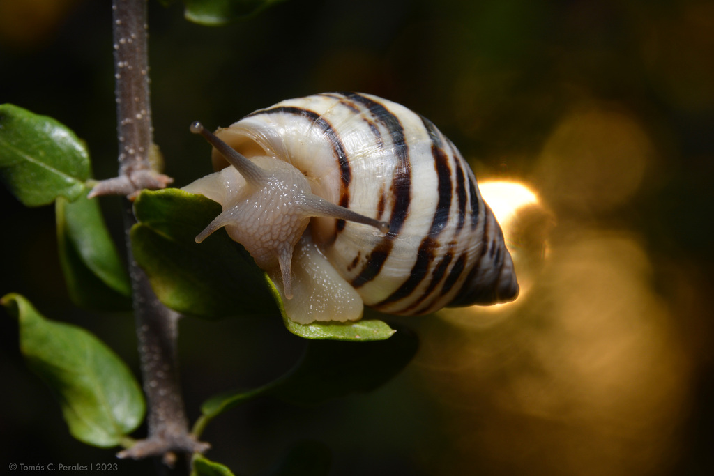 Drymaeus poecilus