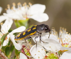 Castiarina xanthopilosa
