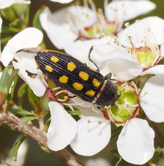 Castiarina xanthopilosa