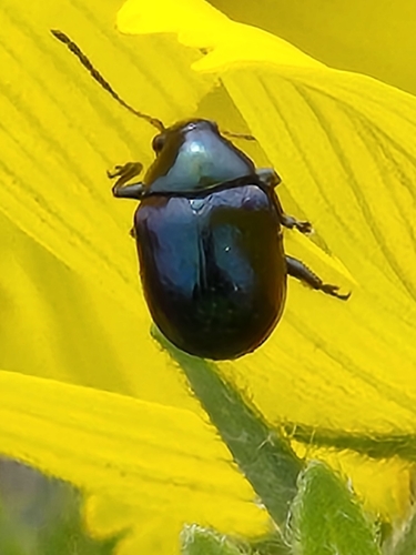 Texas Live Oak Leaf Beetle photo 4