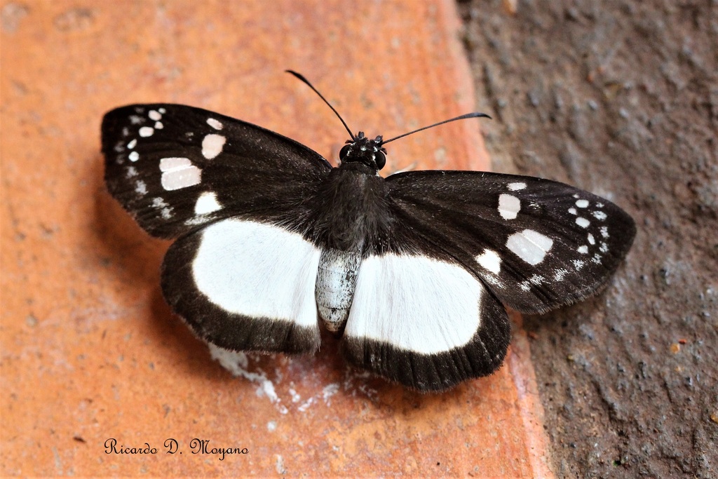 Milanion leucaspis