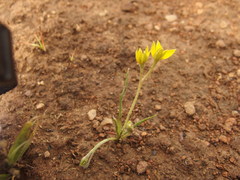 Hypoxis angustifolia